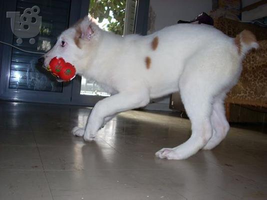 sao alabai kentrikis asias